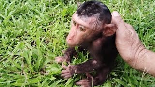 Poor.. This baby monkey was thrown away by its owner.