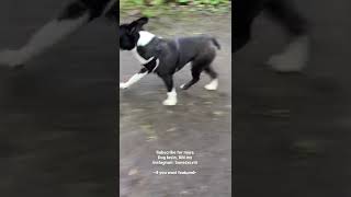 Boston Terrier ALL COOL in Slow Mo! - Dogs Life (The Life of Boston Terriers) #shorts