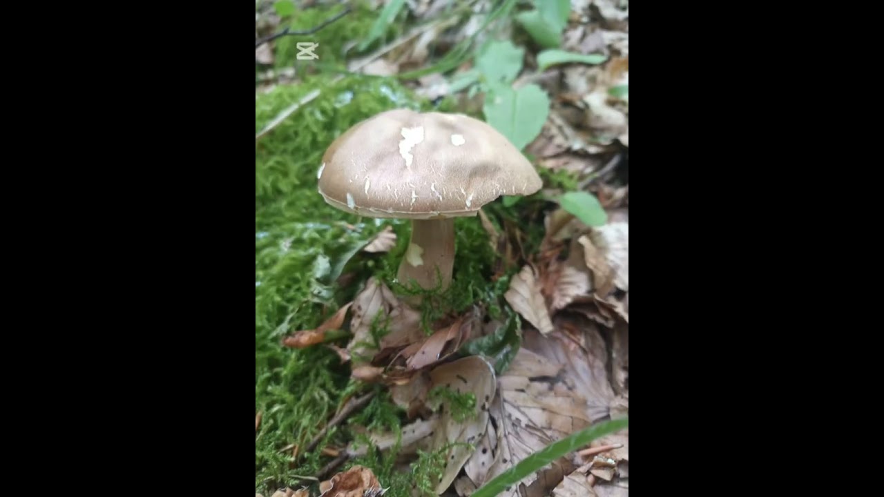 Finalmente scappotata di porcini 🍄‍🟫!!