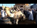 Mercado de Camelos