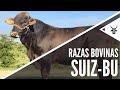 Suiz-Bú | Razas bovinas