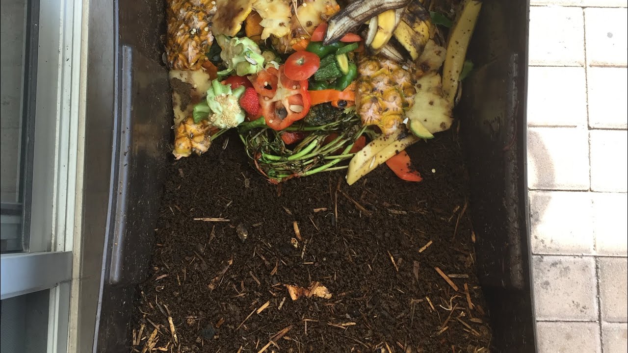 Alimento trampa para lombriz roja californiana y COSECHA DE HUMUS en cajas plásticas