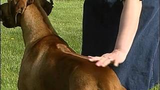 Rhodesian Ridgeback  AKC Dog Breed Series