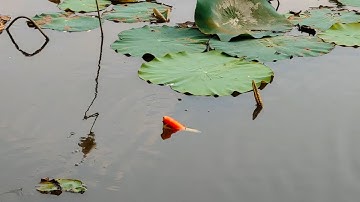 Câu Cá Rô Đồng , Đám Sen Cá Nhiều Kinh Khủng Thả Xuống Là Rút Phao Liền