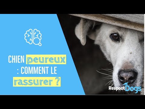 Vidéo: Aider un chien incertain à s'adapter en toute confiance à son environnement