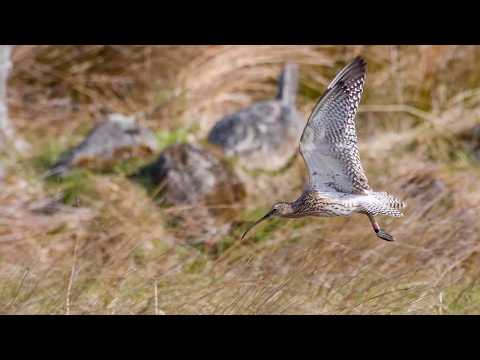 Northern Flyway - Curlews