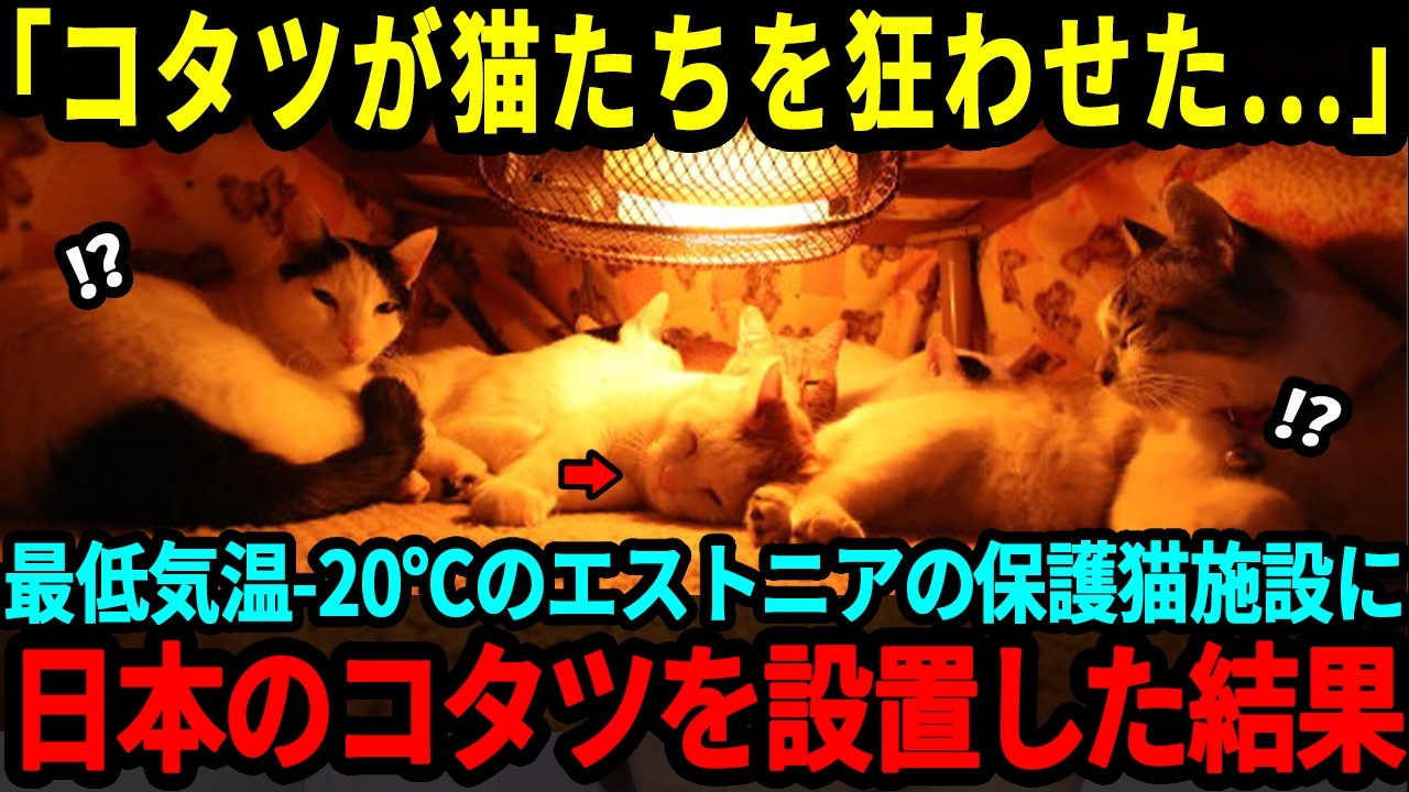 【海外の反応】「こたつが猫たちを狂わせた」最低気温 20℃エストニアの保護猫施設に留学生の日本人がこたつを設置した結果