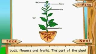 Learn Science - Class 3 - Plant Life - The Shoot And The Root - Animation