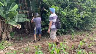 Cortando hojas para  preparar los ricos tamales