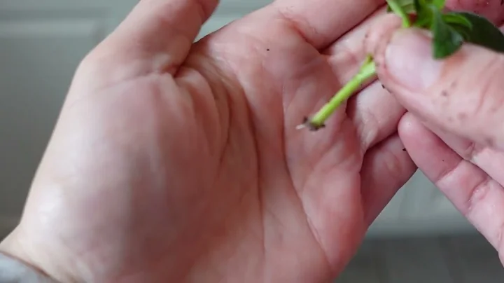 Snapdragon Cuttings Starting to Root 😃 Northlawn Flower Farm