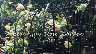 Rose Garden Tour 2023 | David Austin | Tantau