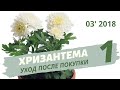 Как ухаживать за хризантемой в горшке. Часть 1 | Март 2018