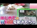 【猫・cat】はじめての羽＆LED電動おもちゃ【かわいい・面白い】（レビュー付）