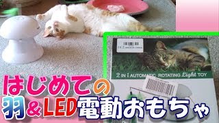 【猫・cat】はじめての羽＆LED電動おもちゃ【かわいい・面白い】（レビュー付）