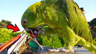 Nourishment And Care For Orange Winged Amazon Parrot by Known Pets 50 views 2 weeks ago 1 minute, 19 seconds