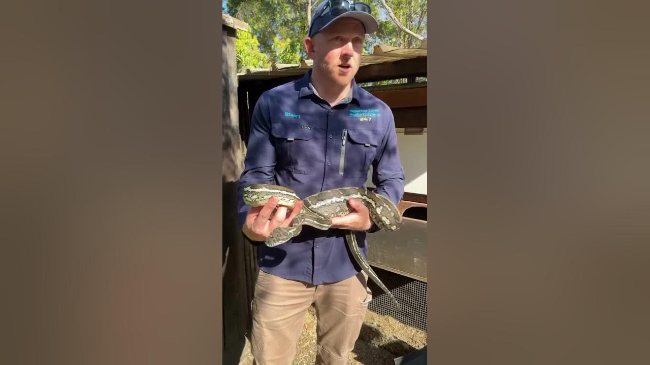 Python Makes A Meal Out OfA Chicken!You never know what your going to ...