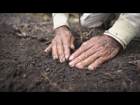 Planting Trees in the Amazon: The Amazon Project | One Tree Planted