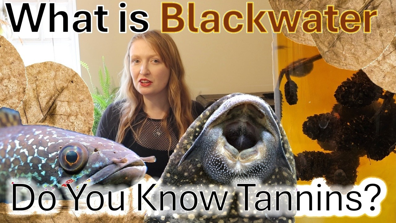 What are tannins? Do you understand the blackwater aquarium? #aquarium