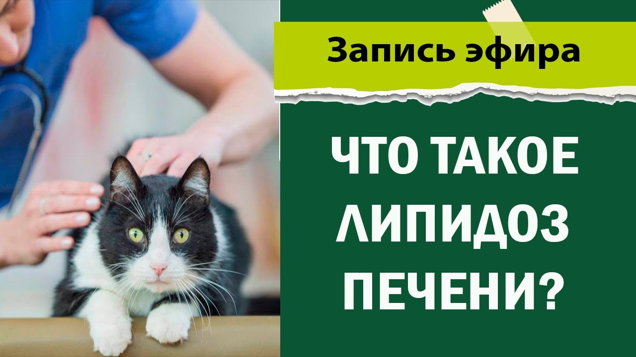 Лекция по ветеринарии - что такое липидоз печени