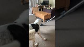 Husky Mastiff mix chases vacuum cleaner - funny dog videos - cute dog videos