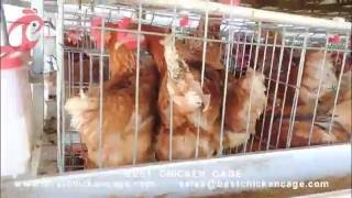 BEST Popular chicken cage in African chicken farm