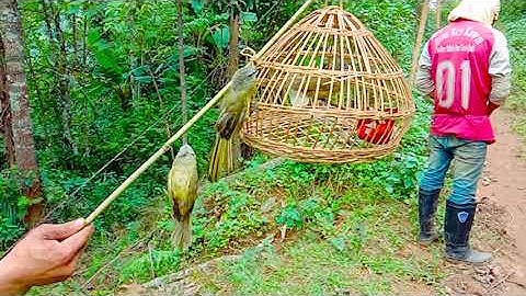 Yos hav zoov cuab qaib qus, nas thiab noog 01 10 2020 daim 2