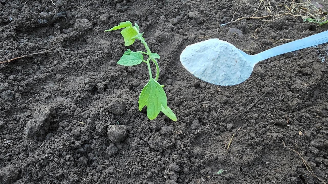 Nunca más plante Tomates 🍅 sin antes darle esto,  Frutas grandes y Tomates más grandes