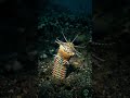 Bobbit Worm Hunt | The Fastest Ambush Predator Beneath the Sand
