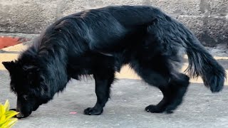 Rarest and Most Expensive Black Long Coat German Shepherd 2024 #gsd #dogs #pets