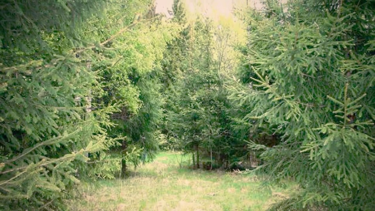 Хвойная время. Коттеджный поселок в хвойном лесу. Хвойная опушка. Андреевский лес. Хвойный лес в Белгородской области.