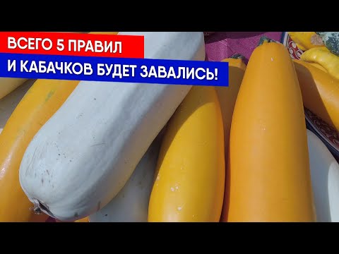 видео: Всего 5 правил, и кабачков будет завались!