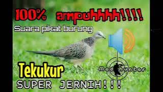 suara pikat burung tekukur paling ampuh❗super jernih❗durasi panjang❗cocok buat berburu dan pancingan