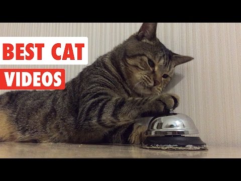 Best Cat Videos Ever | Funny Cat Video Pet Compilation 2017