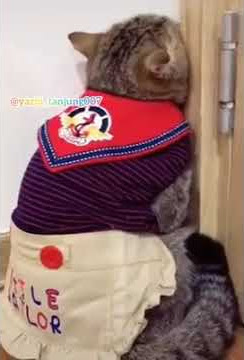 Story wa kucing lagi tiduran gak mau di pegang