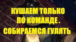 КАК ЗАПУТАТЬ СОБАКУ! КОМАНДА УМРИ! ЗАСЛУЖИ ПОЕСТЬ! СОБИРАЕМСЯ ГУЛЯТЬ! КАК ЗАПУТАТЬ СОБАКУ! КОМАНДА УМРИ! ЗАСЛУЖИ ПОЕСТЬ! СОБИРАЕМСЯ ГУЛЯТЬ!
