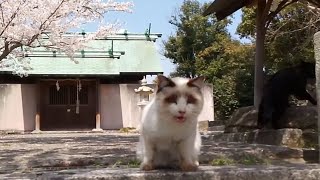 Encounter with chatty white cat at a temple filled with cat