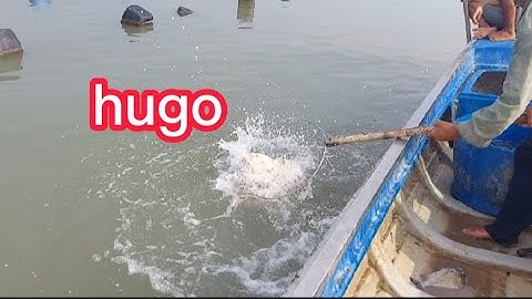 giăn câu cá trong bè hàu dính toàn,cá út,cá cháp,cá ngát(lê nghĩa cần giờ)