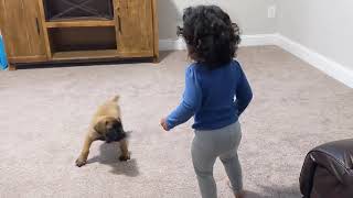 First Time Puppy Hears Himself | See What Happens Next | Funny Must Watch #shorts by Burpees & Bulgolgi 1,167 views 2 years ago 1 minute, 5 seconds