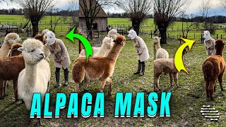 Alpaca Herd Investigates a Person Wearing an Alpaca Mask