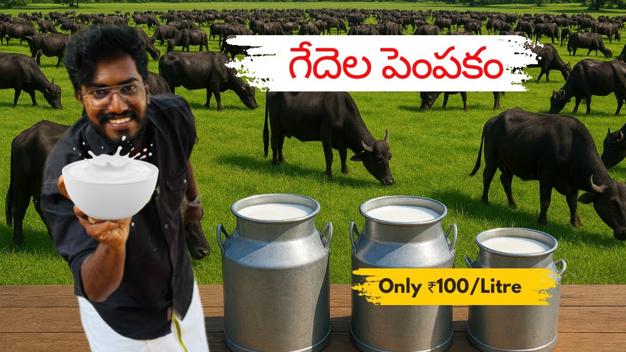 2 గేదెలతో మొదలైంది 🐃 ఇప్పుడు 80 గేదెలు | Agrotill #farming