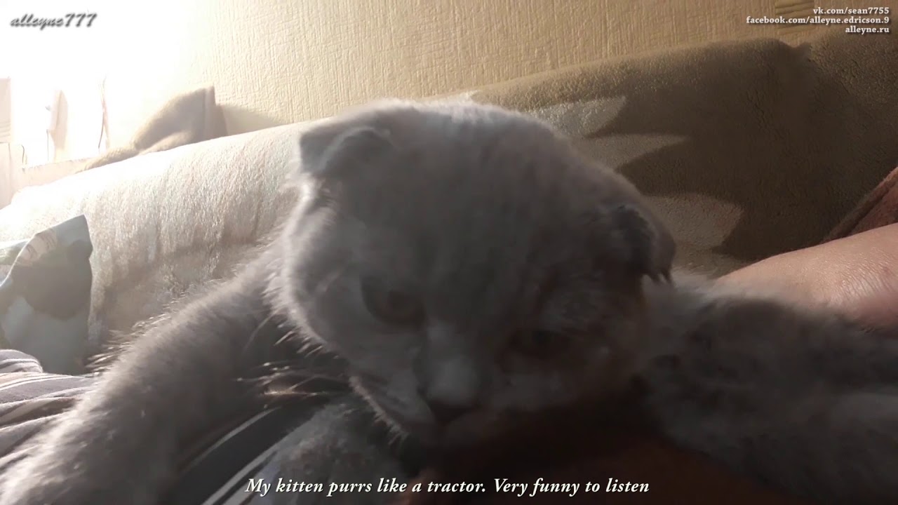 Мой котенок урчит, как трактор. Очень забавно. Релаксация перед сном ...