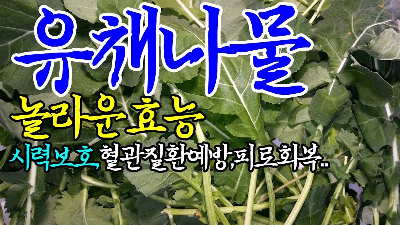 ☞유채나물의 놀라운 효능【무기질풍부,빈혈개선,골다공증예방에도 도움이 되는~!】