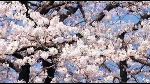 Thumbnail of ВИШНЯ. Виктор Королёв.