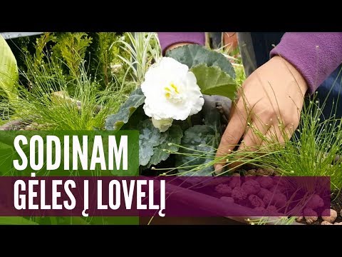 Video: Kokias Gėles Galima Sodinti Rugpjūtį šalyje? Sodo Gėlės Sodinimui Sėklomis. Kokias Svogūnines Gėles Sodinti?
