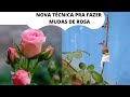 Como fazer Mudas de rosas 100% de SUCESSO aprenda!!!