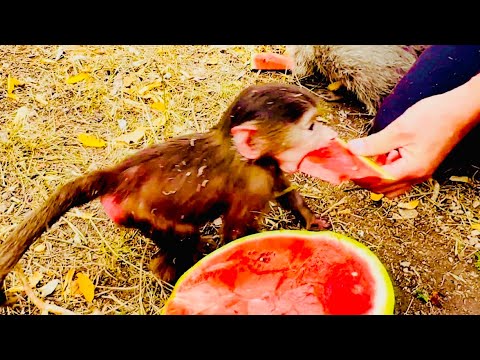 ВСЕ МОЕ! Из Степашки растет НАСТОЯЩИЙ ВОЖАК, он отобрал весь арбуз у малышей!