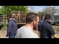 Чечня Лошади базар в Урус-мартане 28.04.2019 часть 2