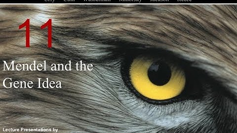 Biology in Focus Chapter 11: Mendel and the Gene