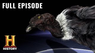 MonsterQuest: PROOF OF BIRDZILLA REVEALED (S1, E4) | Full Episode | History