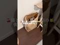 🍒猫と暮らす看護師の🐱夜勤帰宅後vlog🏡
